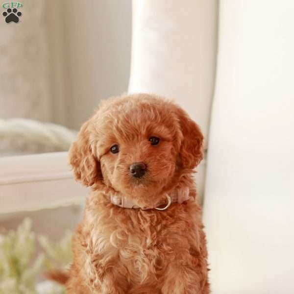 Ruby goldendoodle best sale